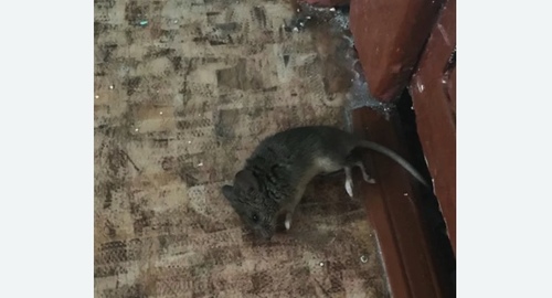 Дезинфекция от мышей в Новоульяновске