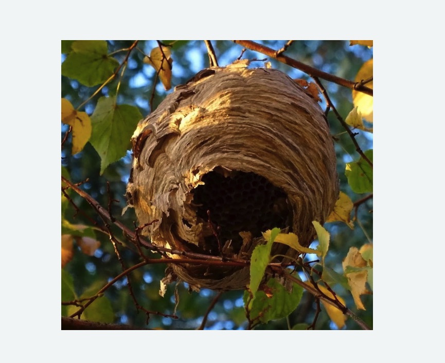 Обработка от шершней в Новоульяновске