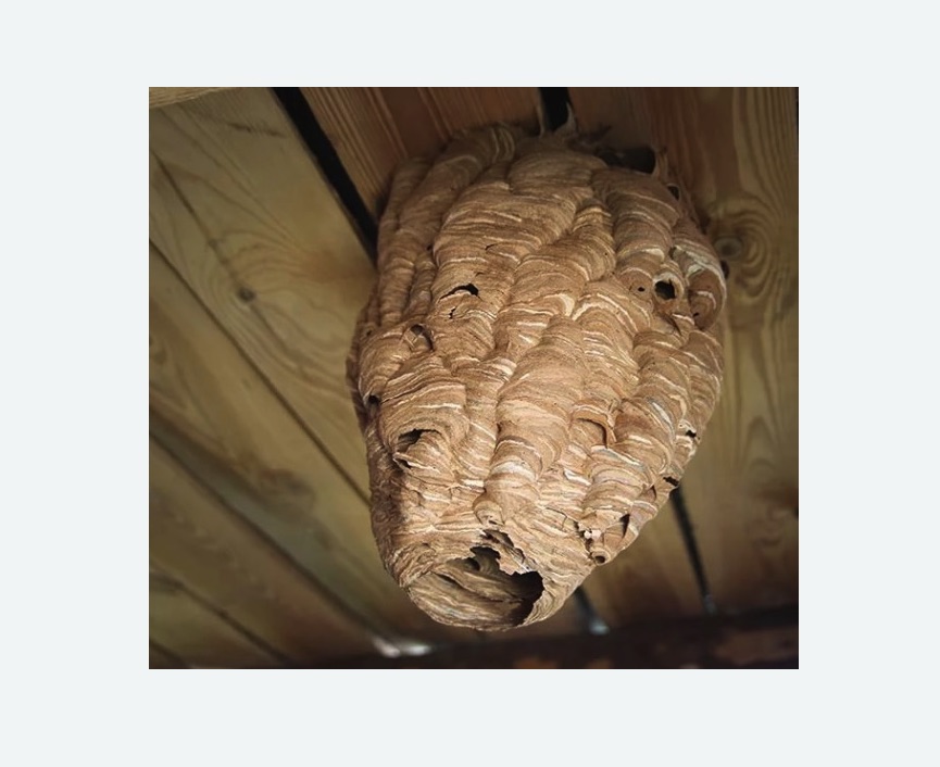 обработка от шершней в Новоульяновске