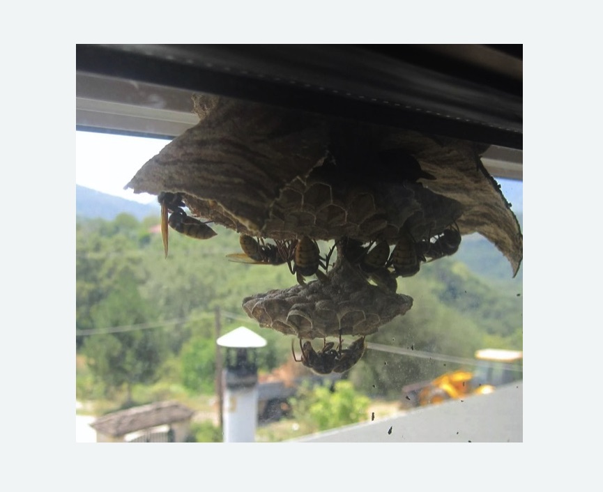 Уничтожение гнёзд шершней в Новоульяновске