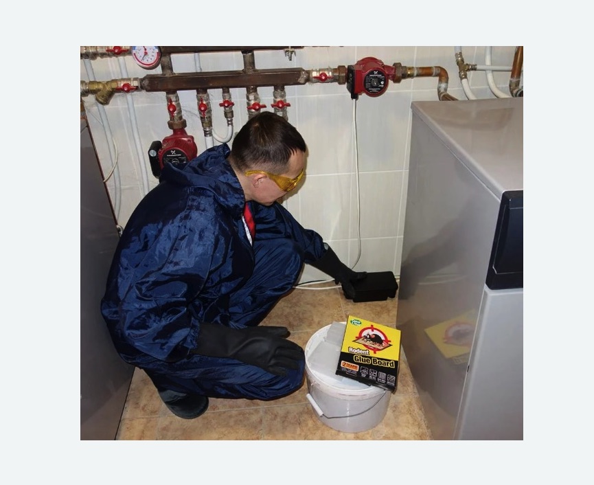 Уничтожение крыс Уничтожение крыс в Новоульяновске