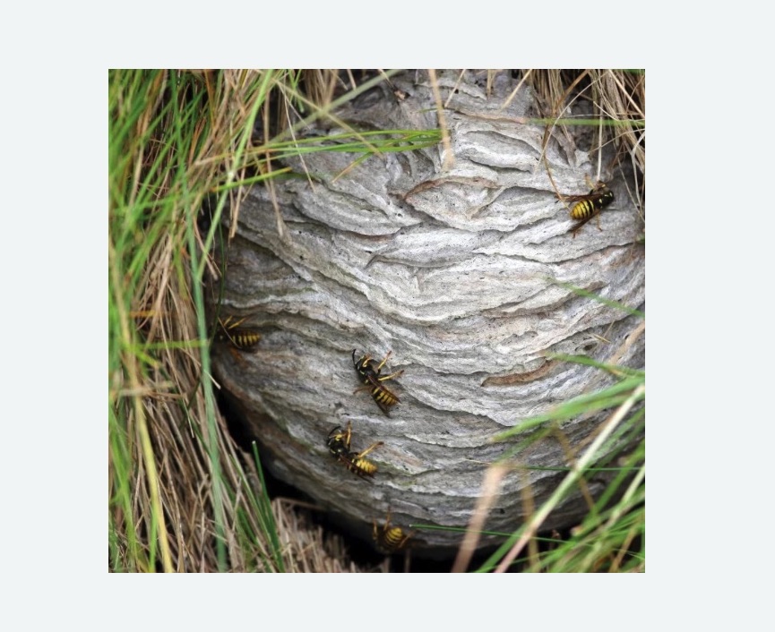 Уничтожение ос и ульев в Новоульяновске